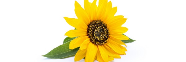 La Graine de Tournesol